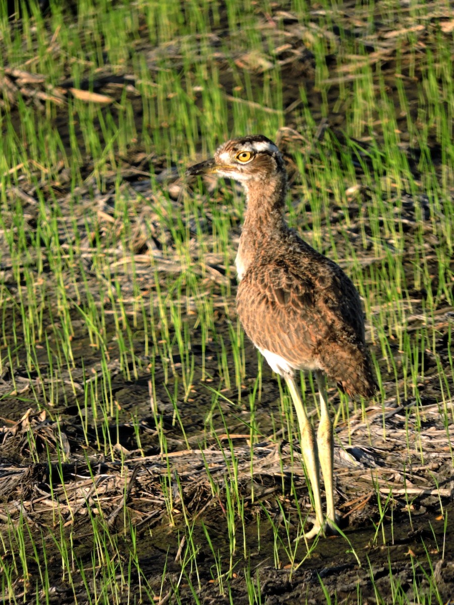 Double-striped Thick-knee - ML597600771