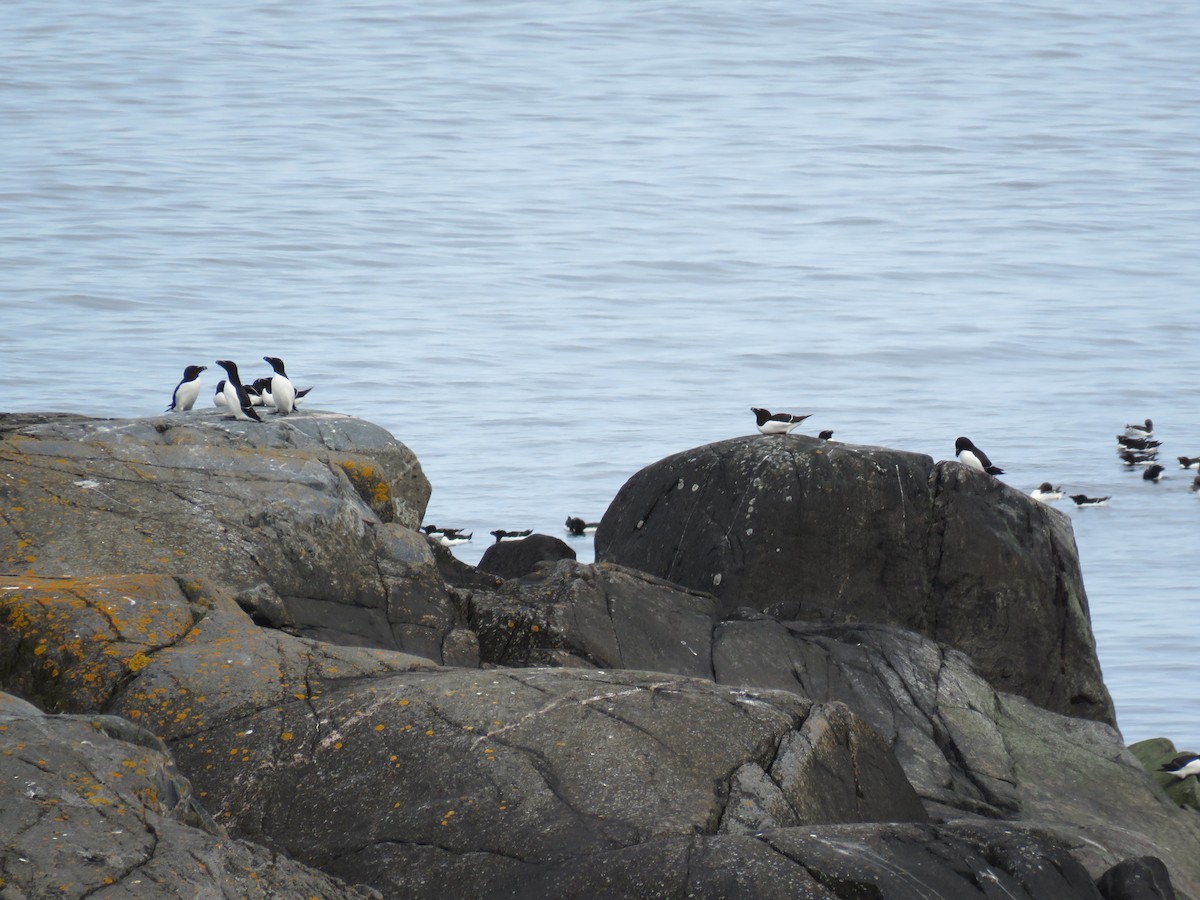 Razorbill - ML59760081