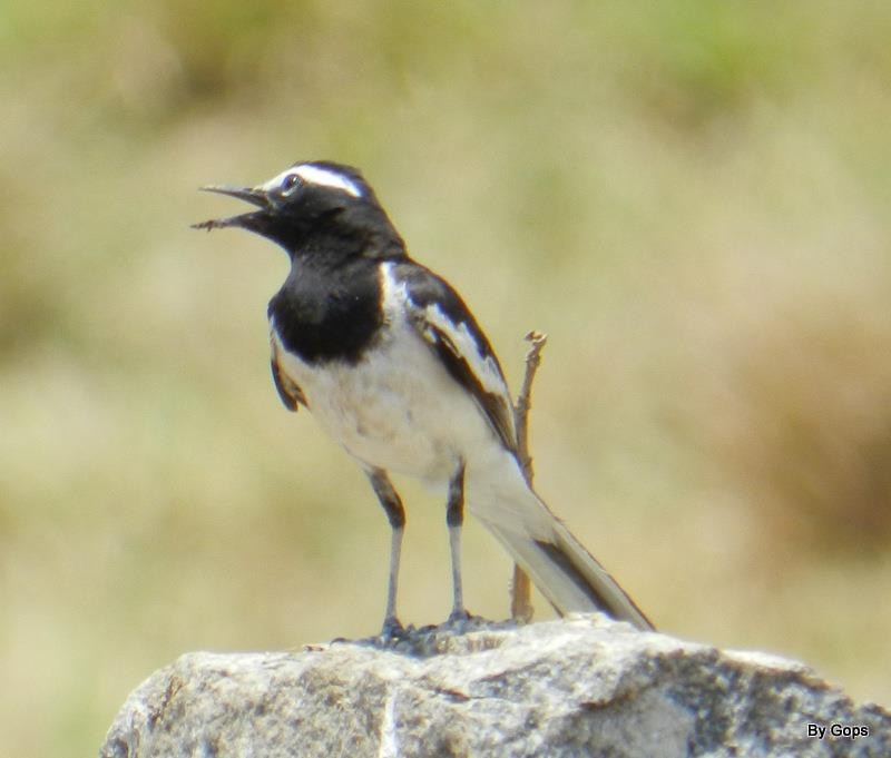 White-browed Wagtail - ML59760101