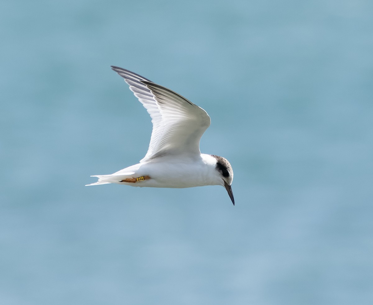 Little Tern - Simon Colenutt