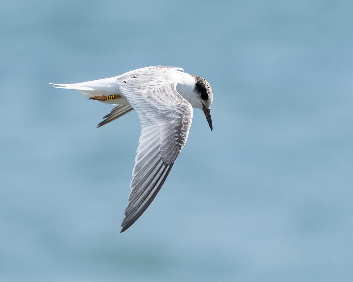 Little Tern - Simon Colenutt