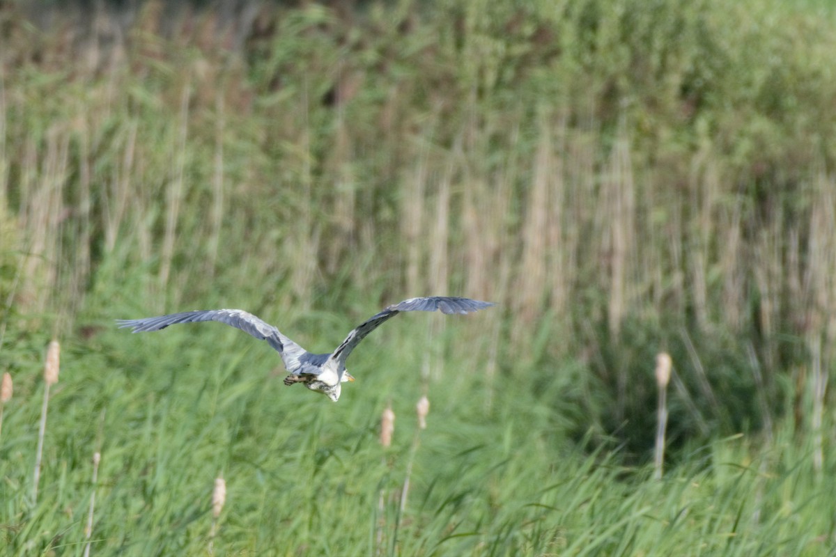 Gray Heron - ML597602311