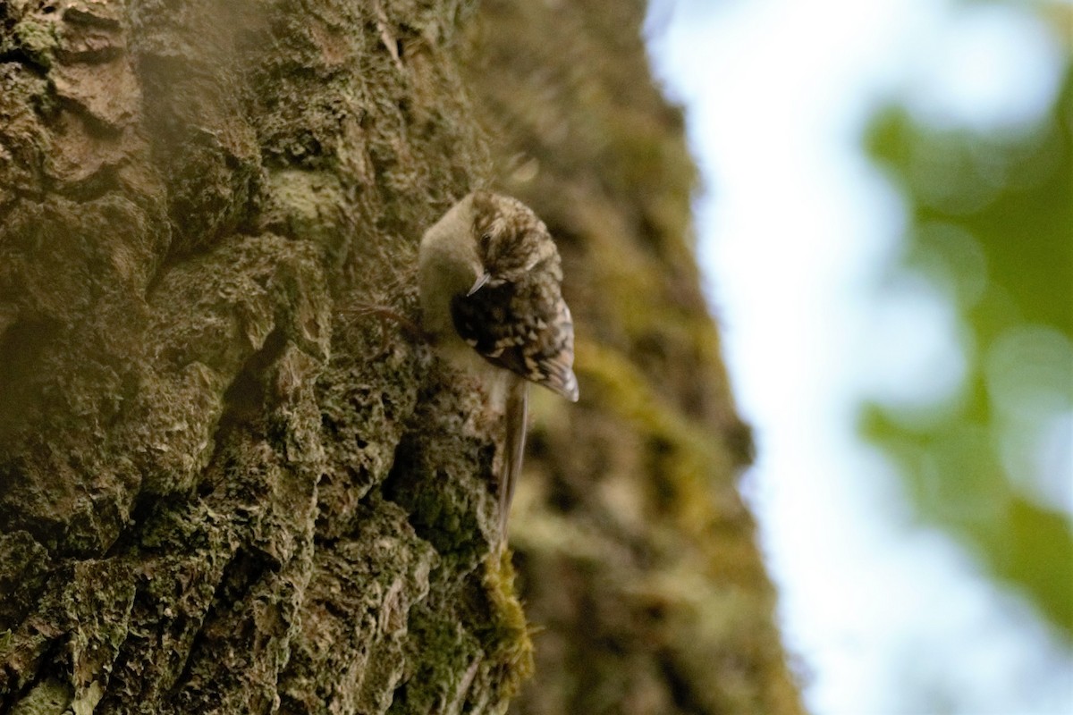 Eurasian Treecreeper - ML597602501