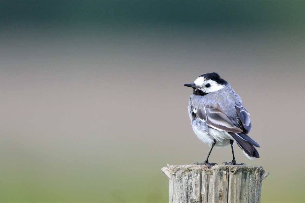 White Wagtail - ML597602701