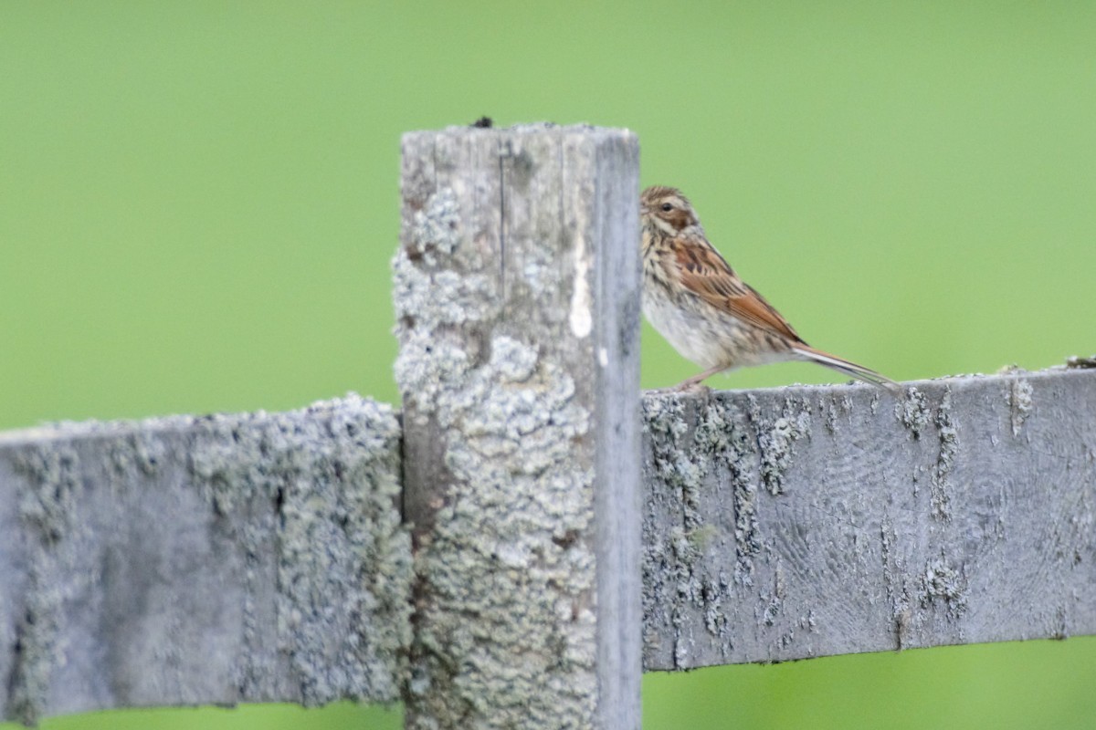 Reed Bunting - ML597602781