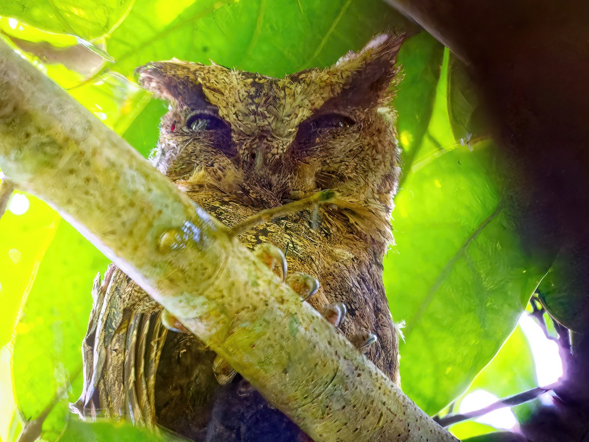 Everett's Scops-Owl - Ravi Iyengar