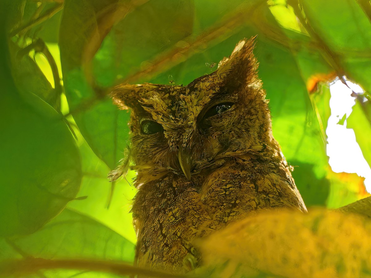 Everett's Scops-Owl - Ravi Iyengar