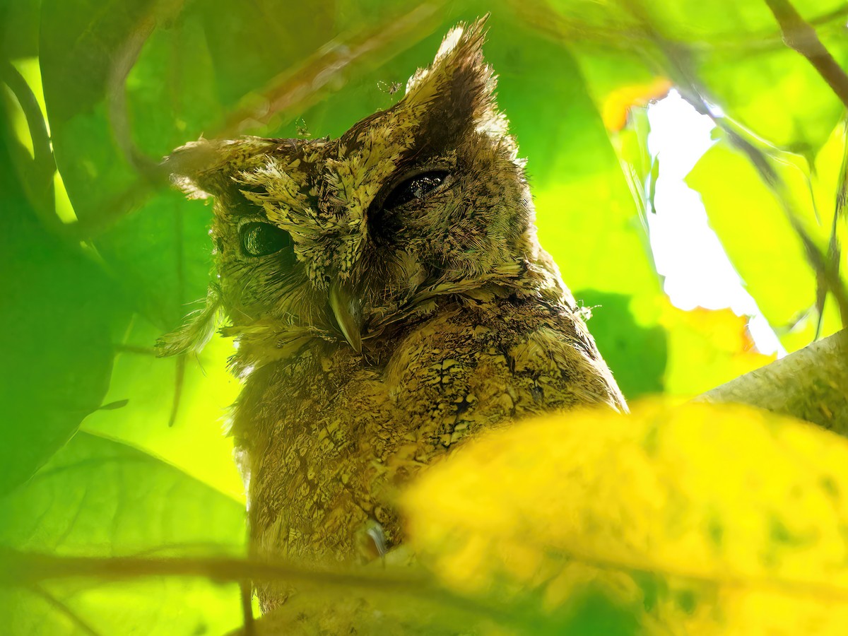 Everett's Scops-Owl - Ravi Iyengar