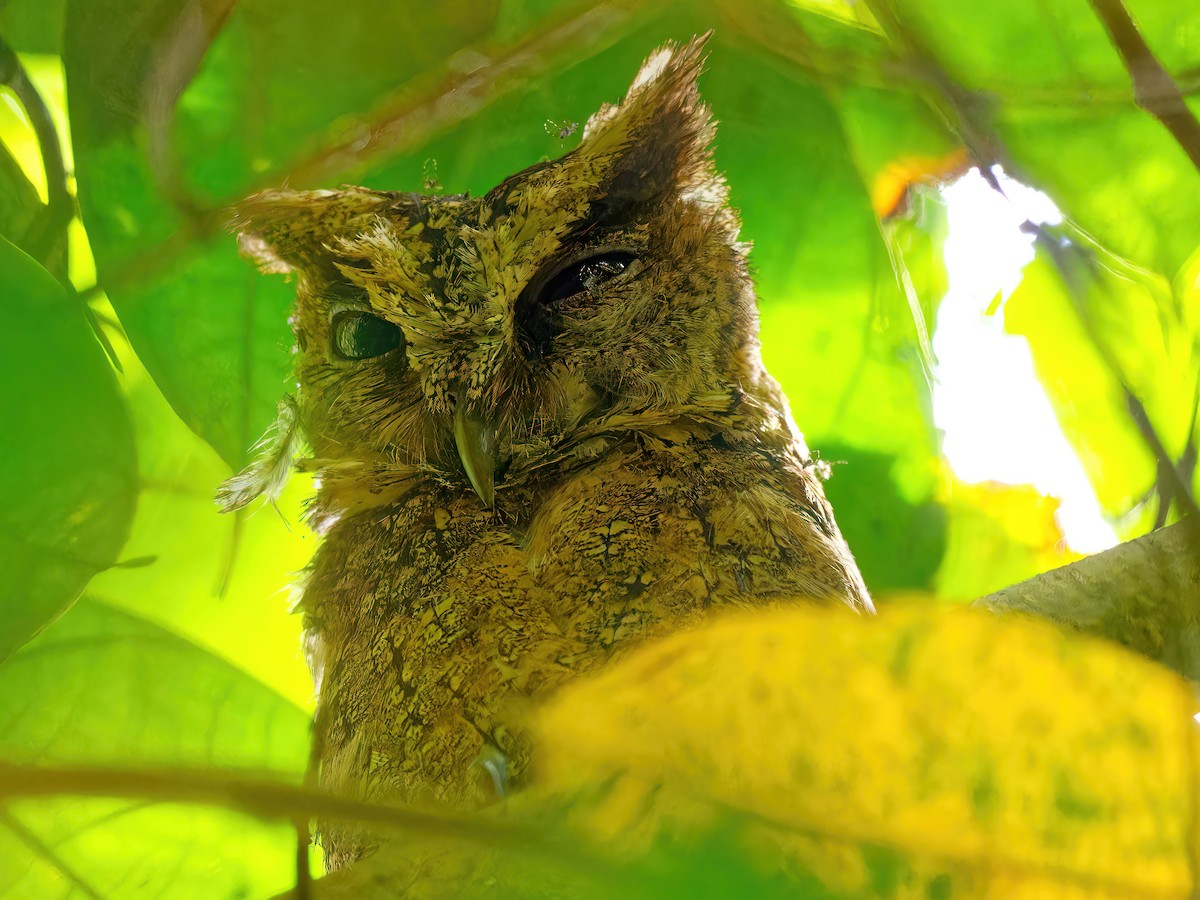 Everett's Scops-Owl - Ravi Iyengar