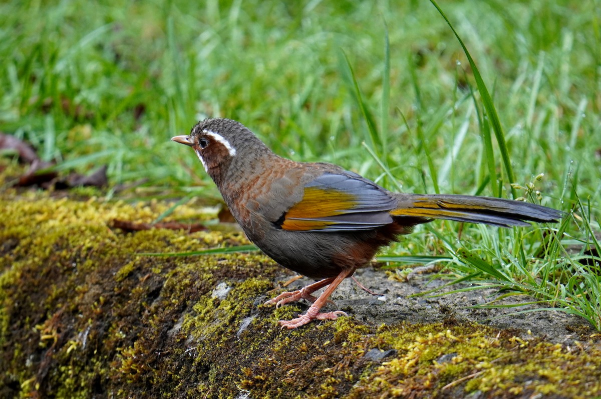 White-whiskered Laughingthrush - ML597603721