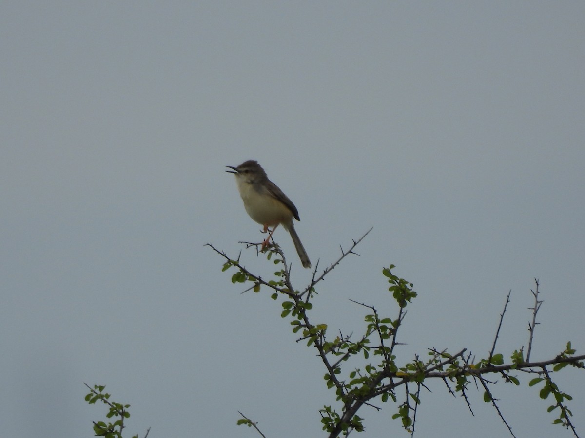 Jungle Prinia - ML597605281