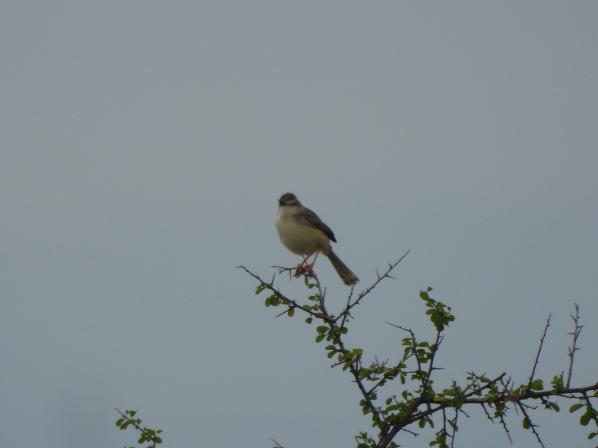 Jungle Prinia - Mohan Asampalli - GKVK