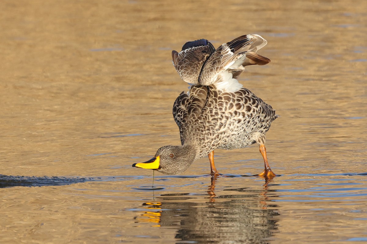 Yellow-billed Duck - ML597605301