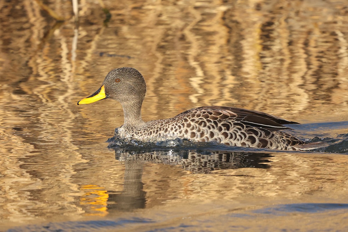 Yellow-billed Duck - ML597605321
