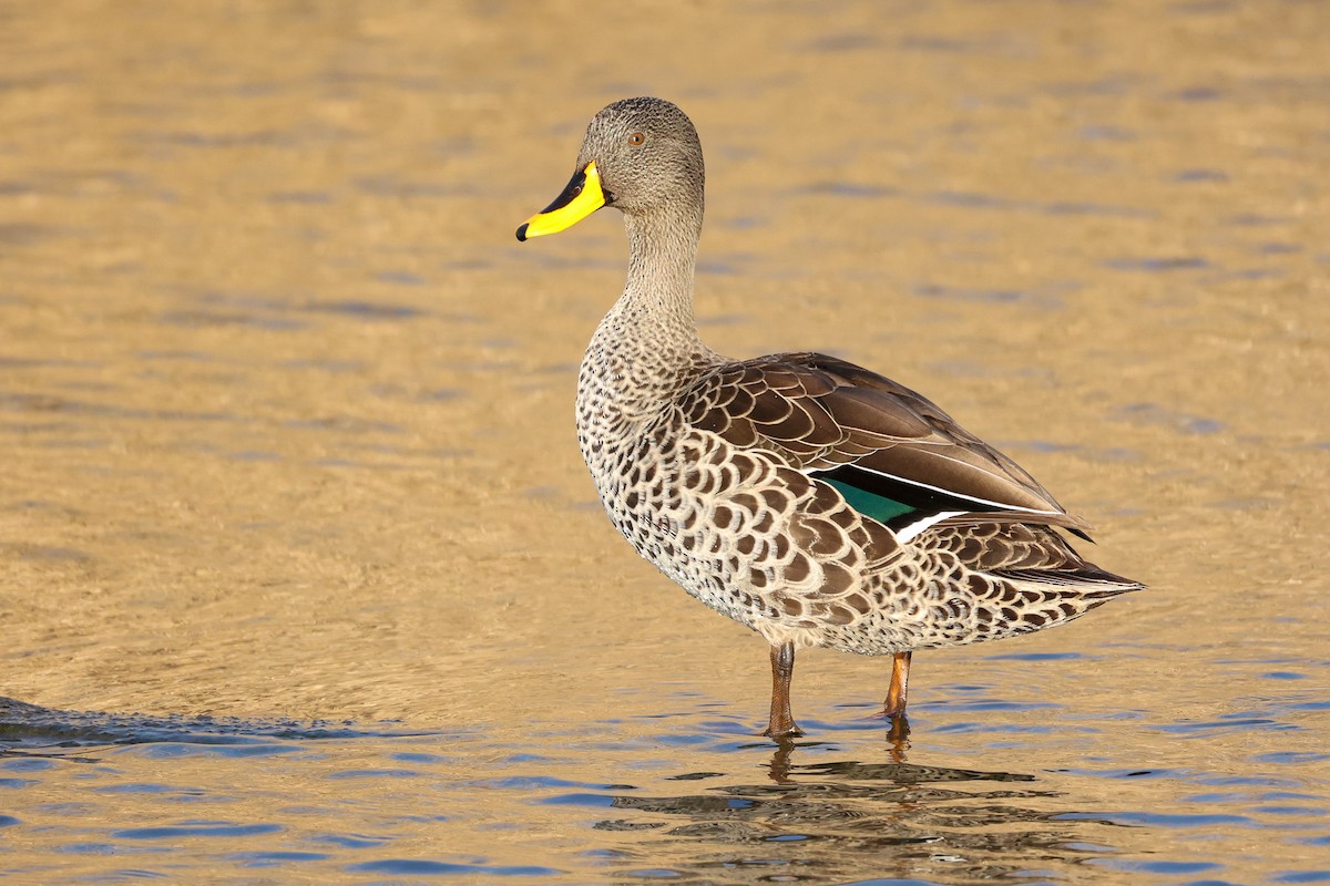Yellow-billed Duck - ML597605331