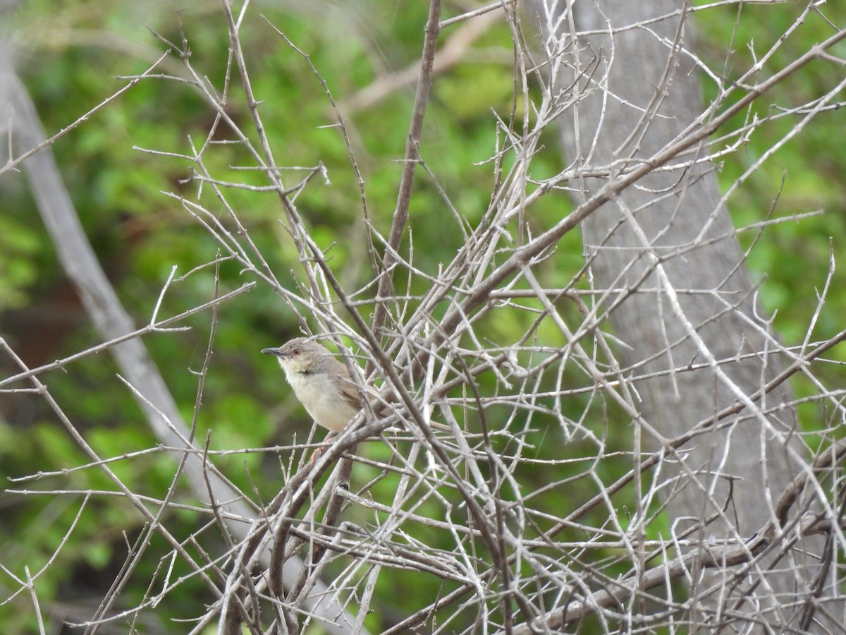 Jungle Prinia - Mohan Asampalli - GKVK