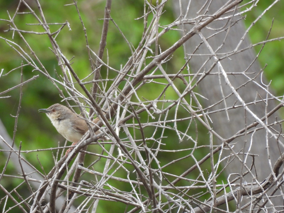 Jungle Prinia - Mohan Asampalli - GKVK