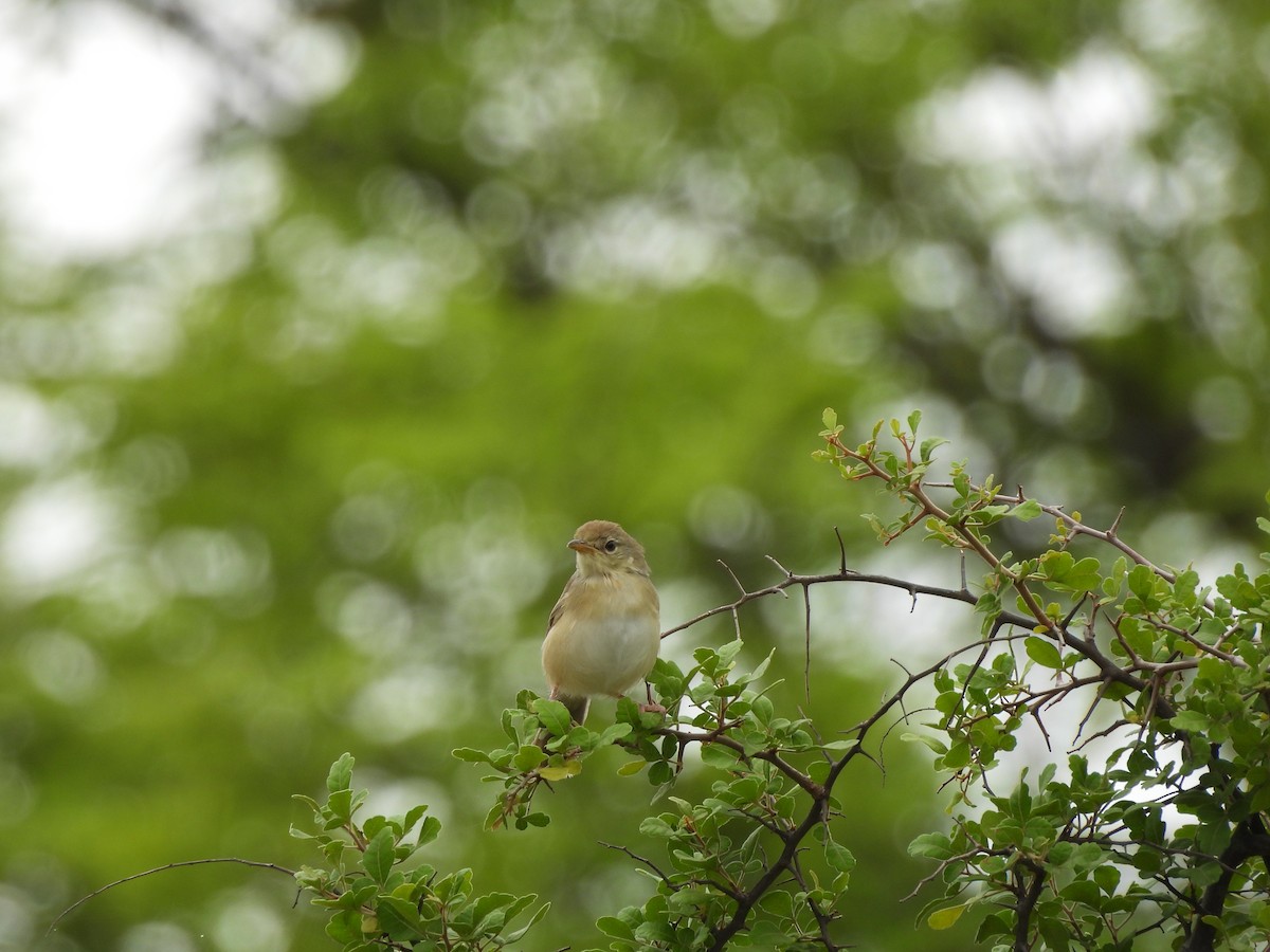 Prinia forestière - ML597605381