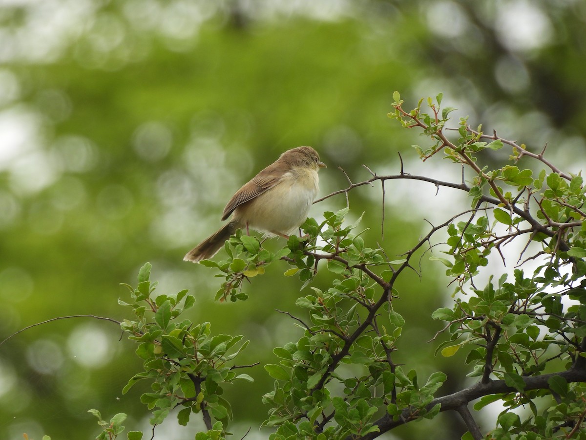 Jungle Prinia - ML597605391