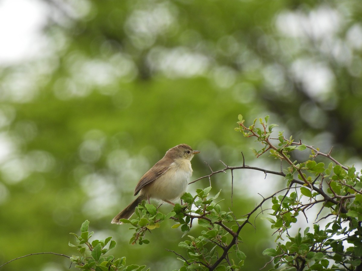 Prinia forestière - ML597605401