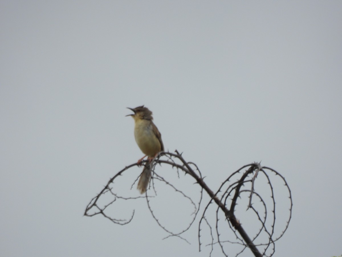 Jungle Prinia - Mohan Asampalli - GKVK