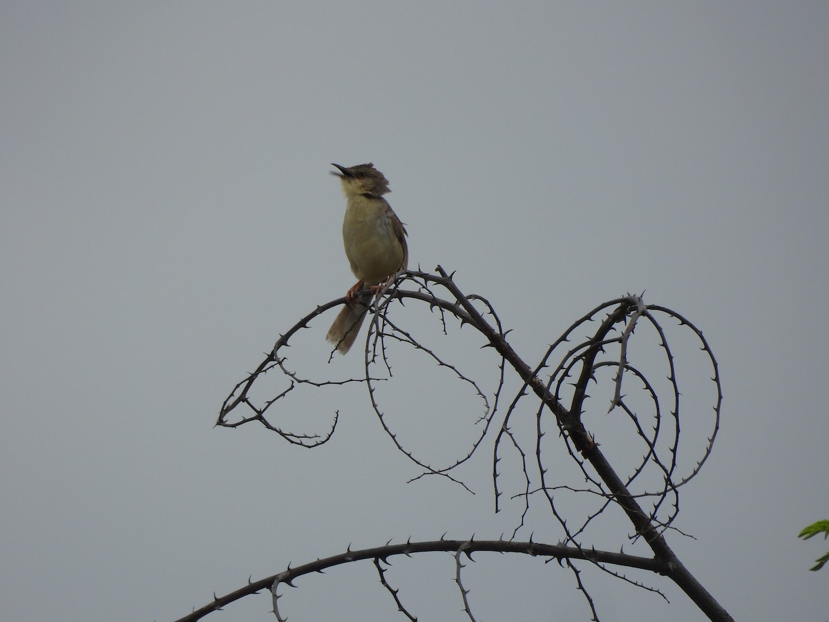 Jungle Prinia - Mohan Asampalli - GKVK