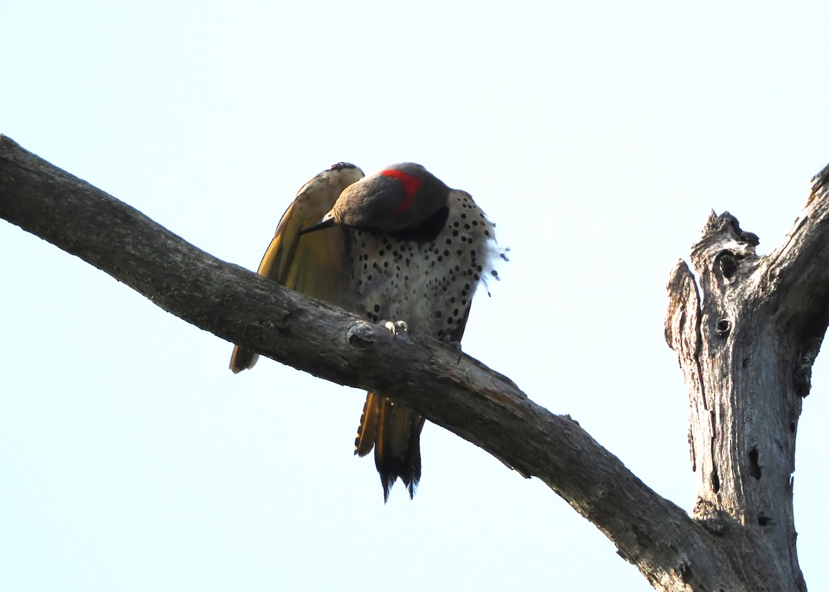 Northern Flicker (Yellow-shafted) - ML597605961