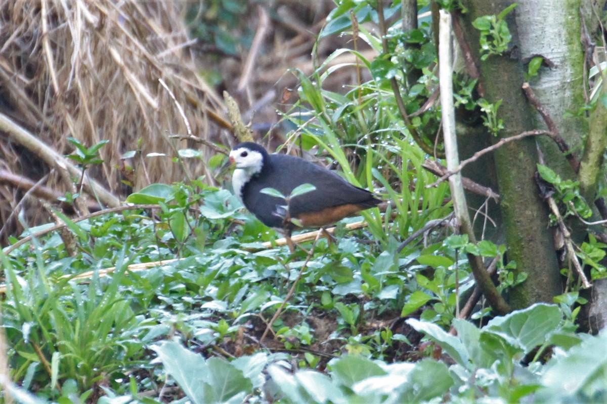 White-breasted Waterhen - ML59760611