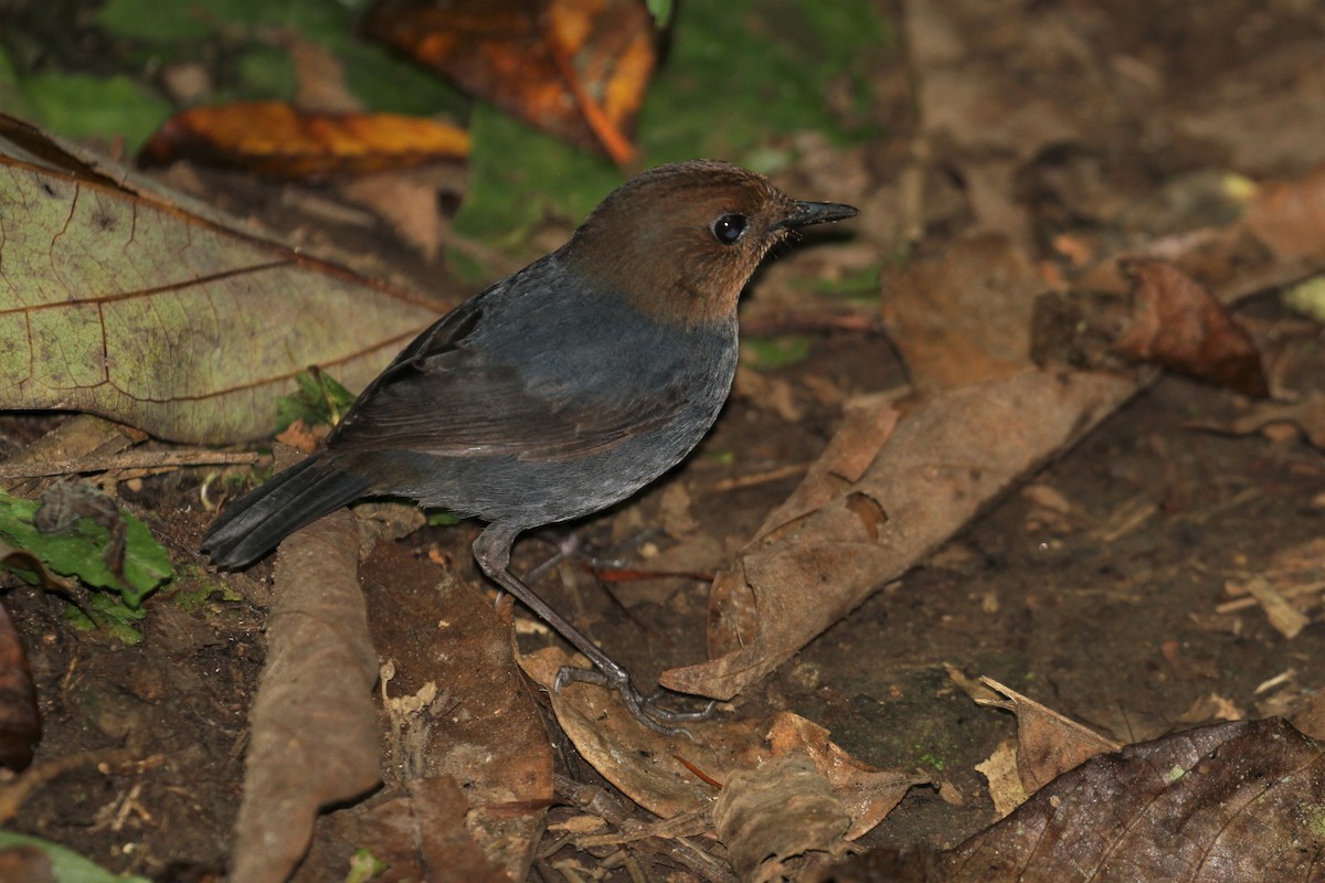 Brachyptère des Philippines - ML59760641