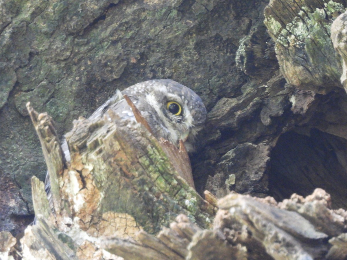 Spotted Owlet - ML597608721