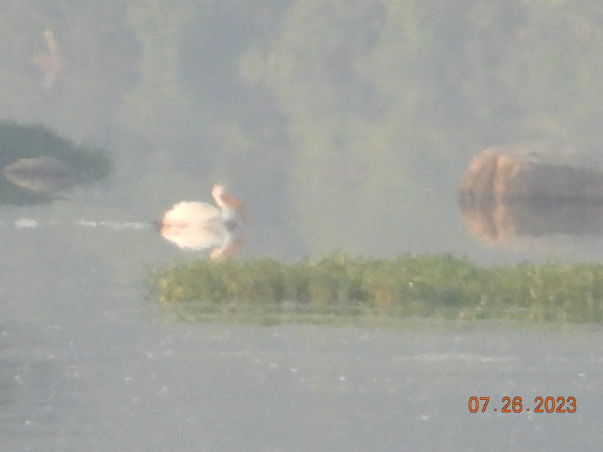 American White Pelican - ML597608971