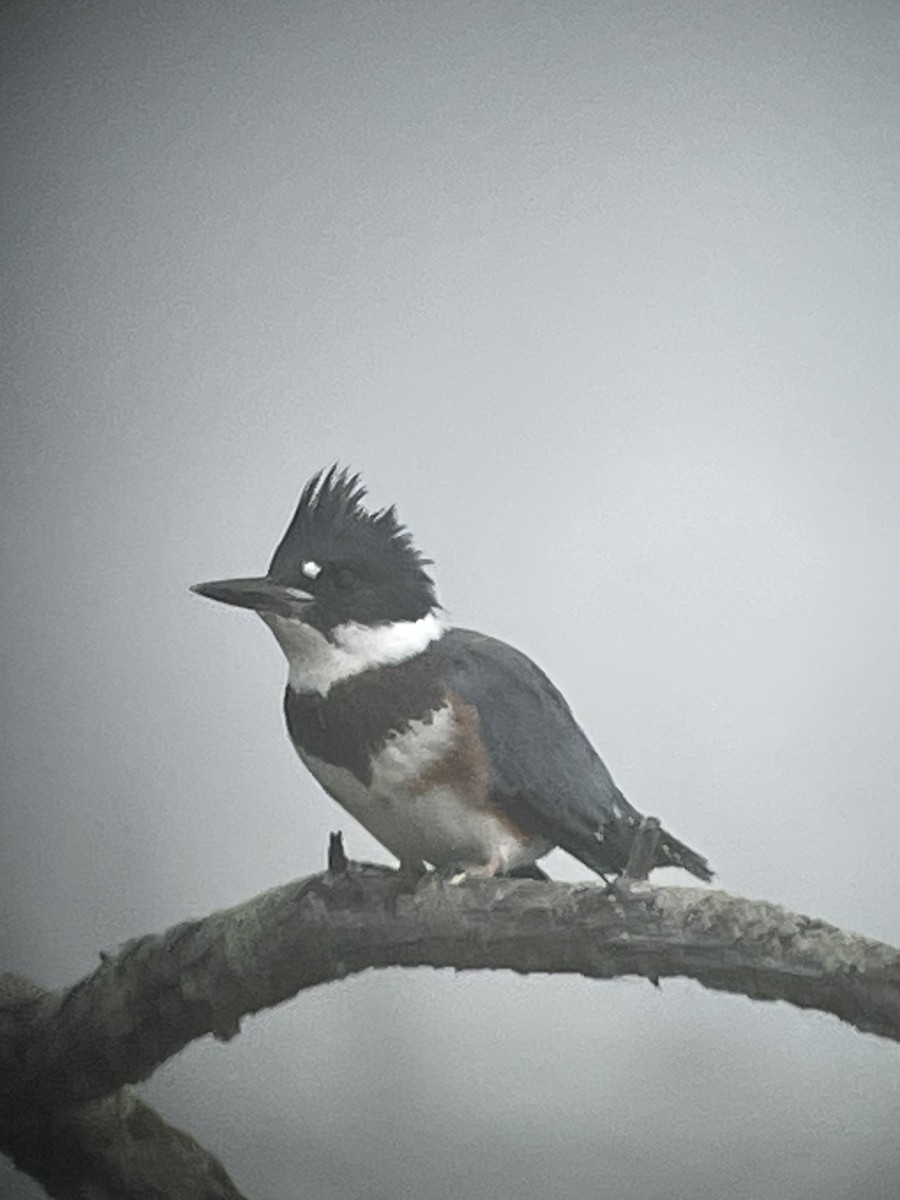Belted Kingfisher - ML597609061