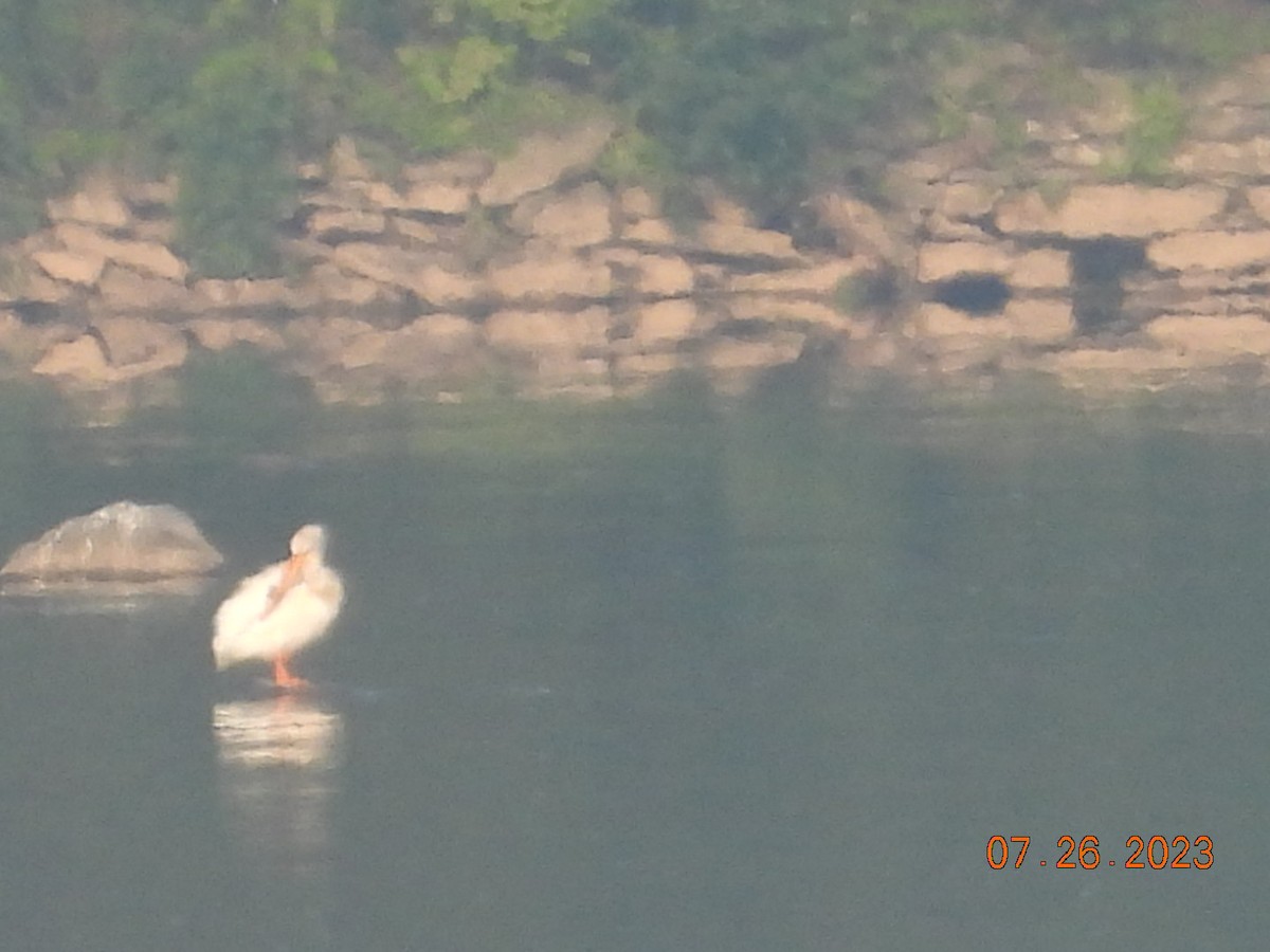 American White Pelican - ML597609331