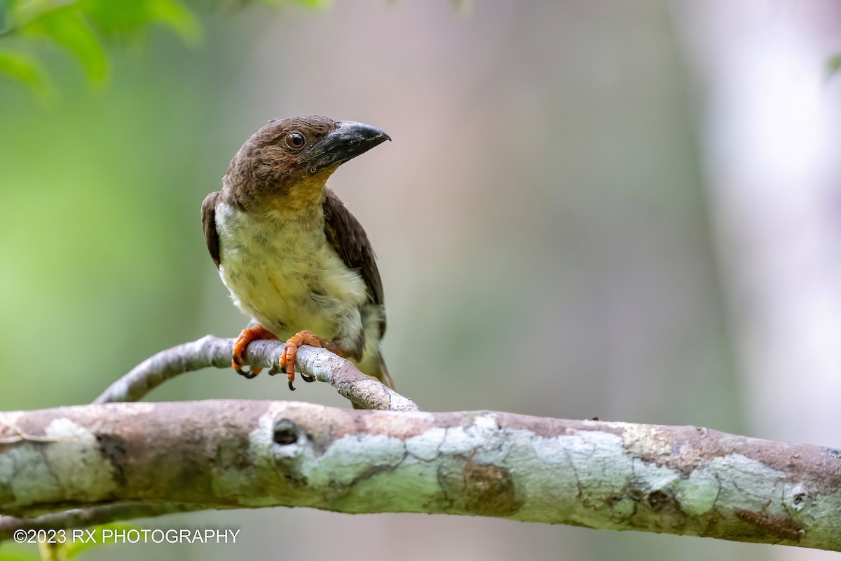 Sooty Barbet - ML597609431