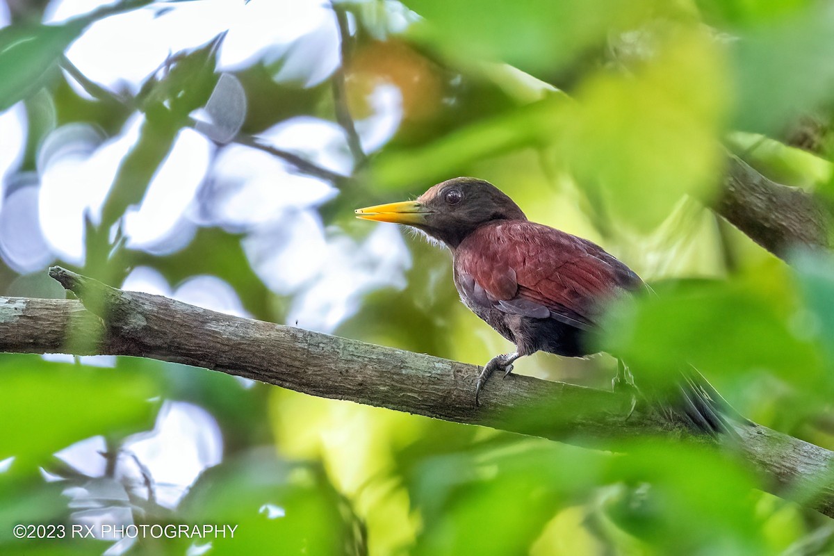 Maroon Woodpecker - ML597609461