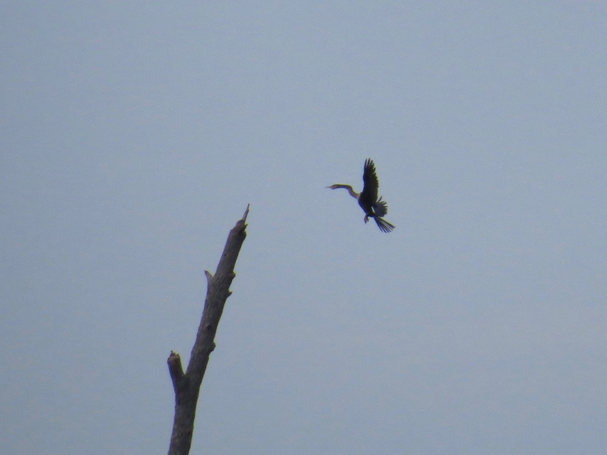 Anhinga - ML597609711