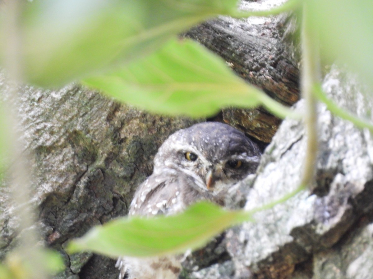 Spotted Owlet - ML597610291