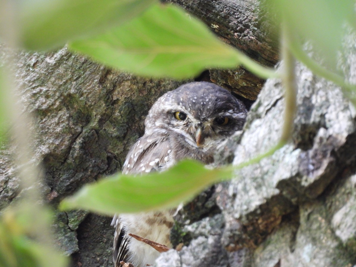 Spotted Owlet - ML597610301