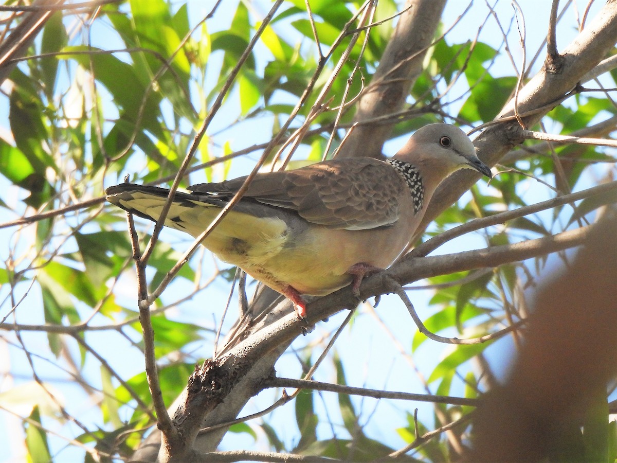 Spotted Dove - Tuck Hong Tang