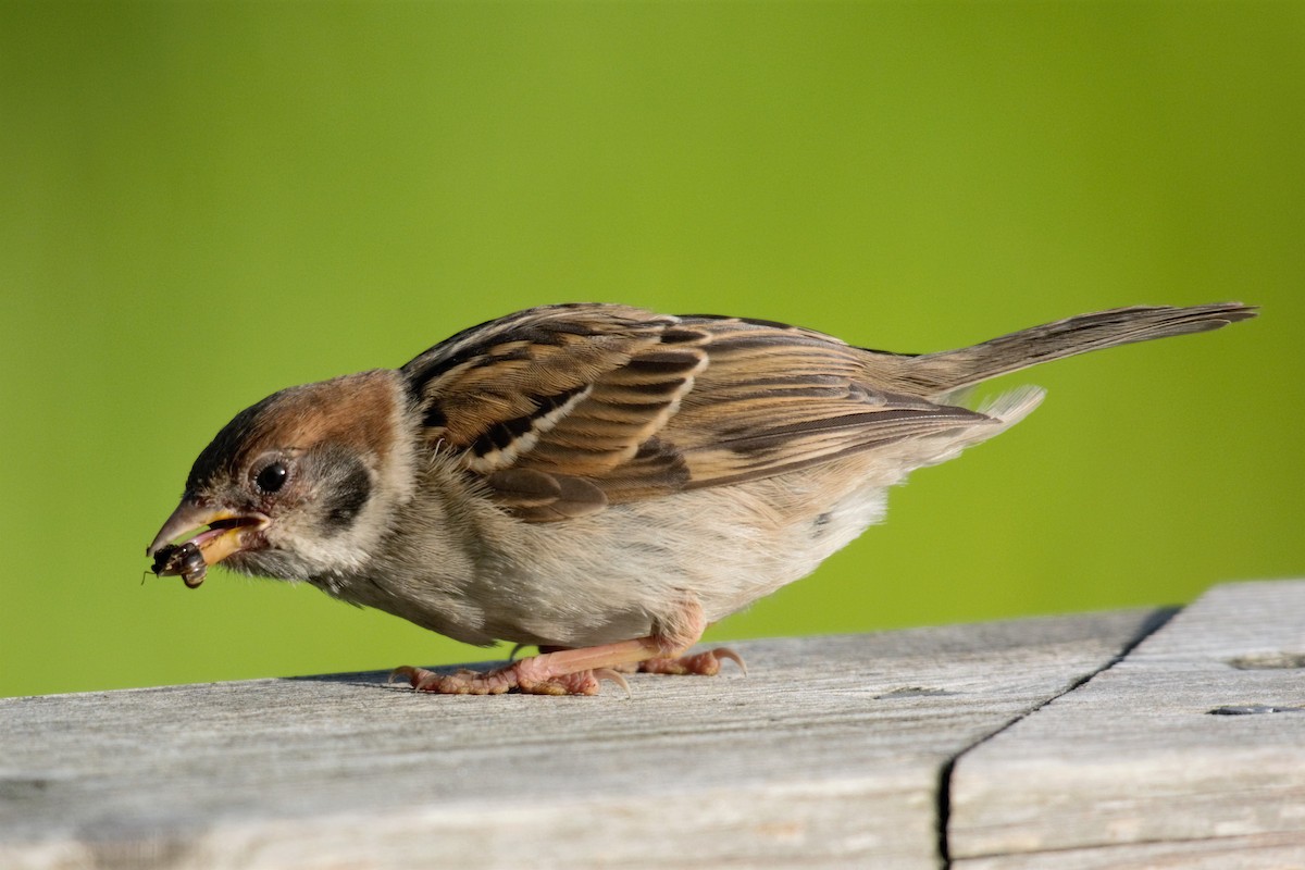 Eurasian Tree Sparrow - ML597612531