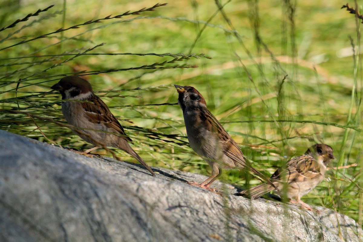 Eurasian Tree Sparrow - ML597612541