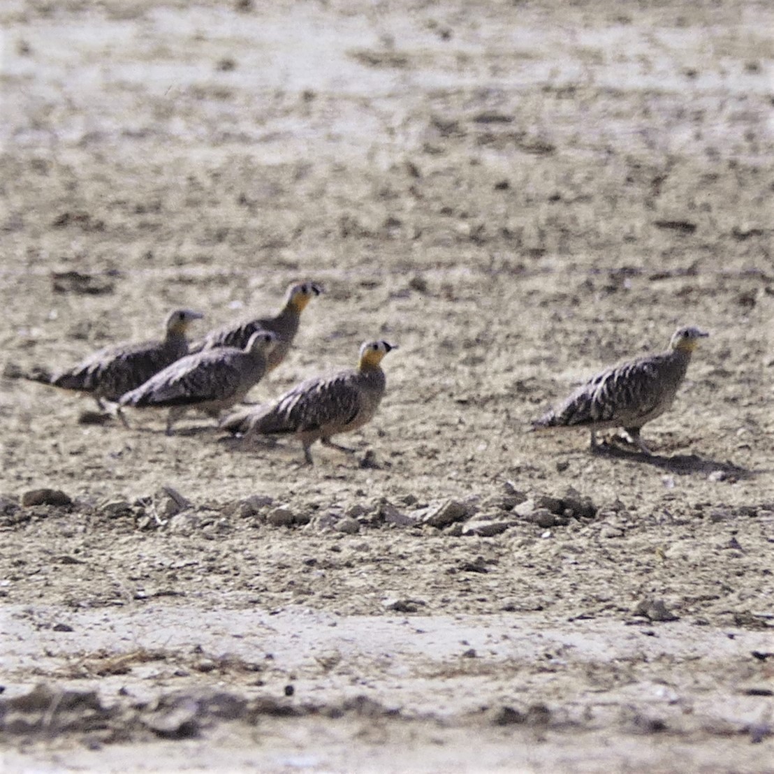 Crowned Sandgrouse - Werner Suter