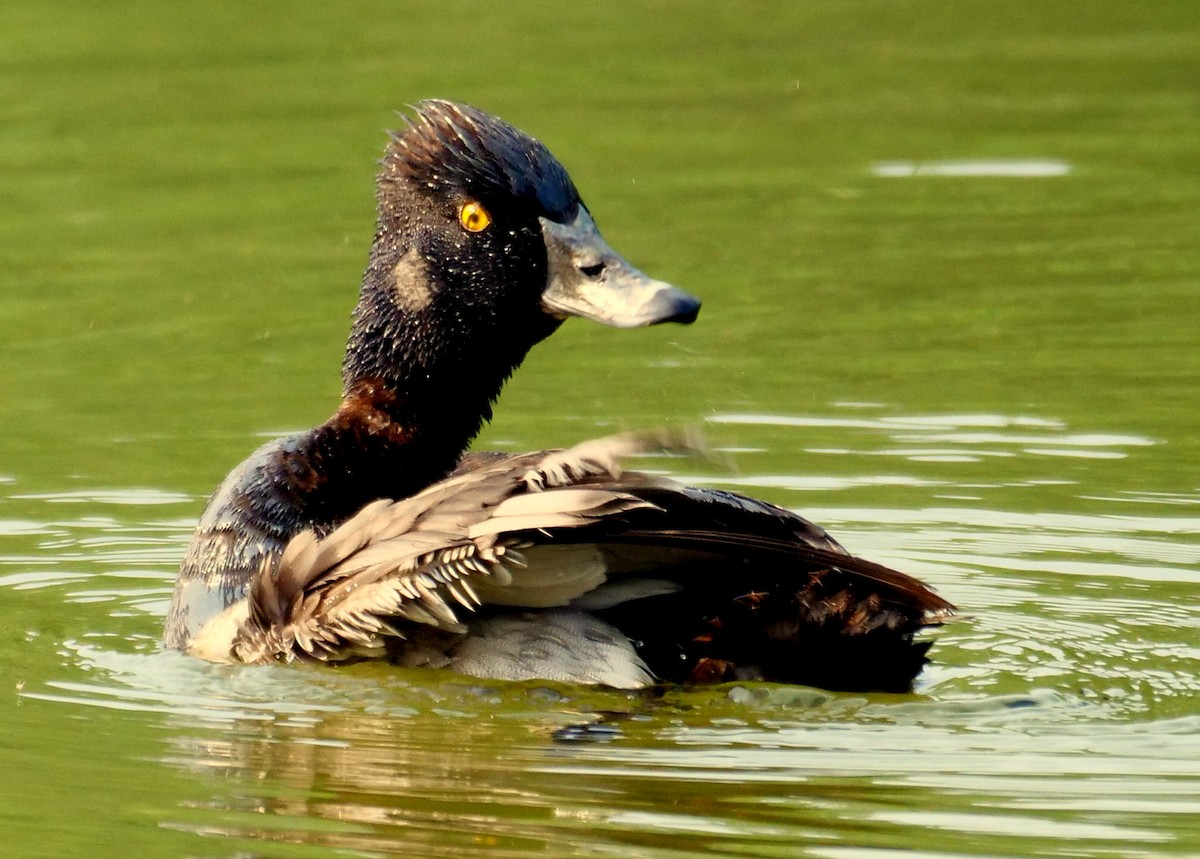 Ring-necked Duck - SC Mountains Area Historical Data