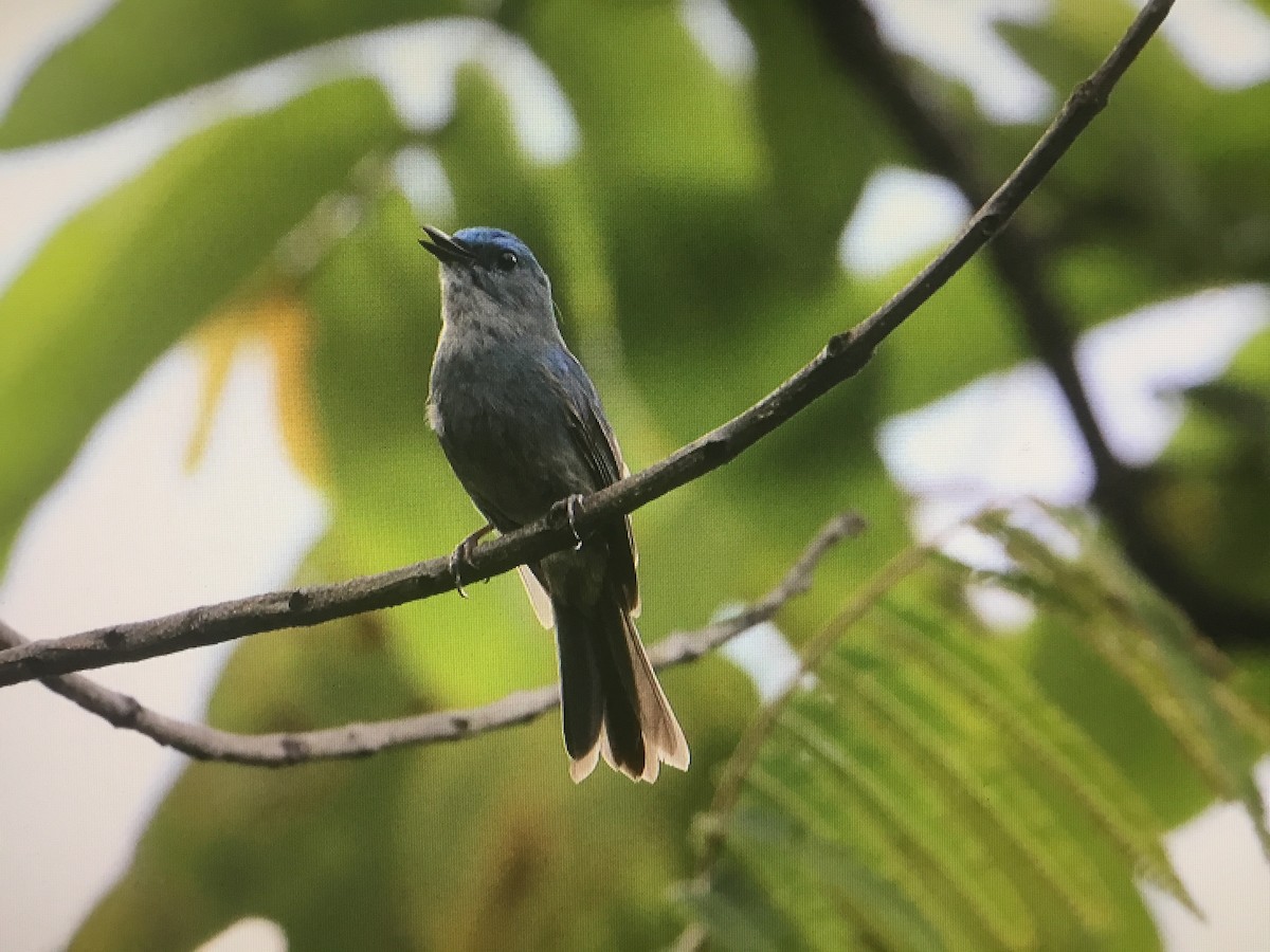 Pale Blue Flycatcher - ML597615521