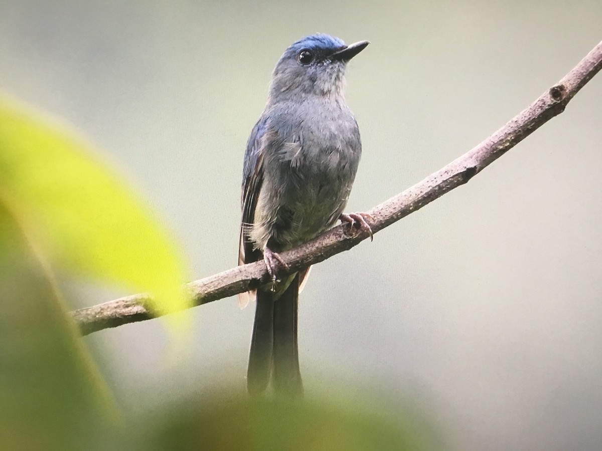 Pale Blue Flycatcher - ML597615641