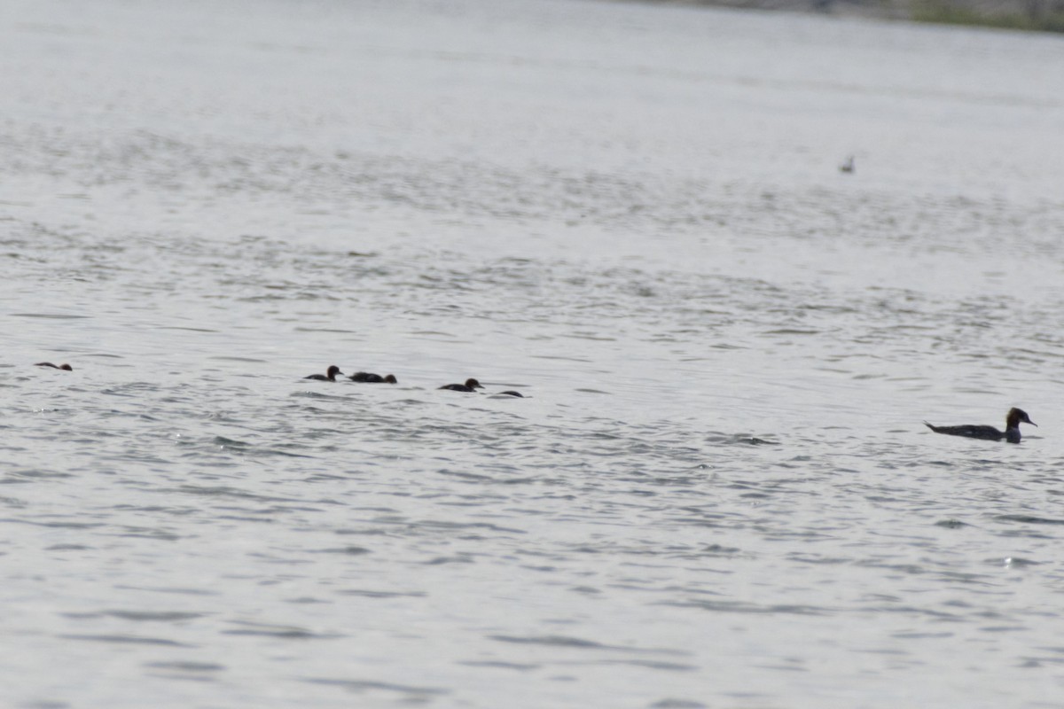 Common Merganser - Alexandra Barath