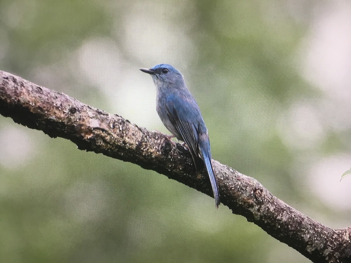 Pale Blue Flycatcher - ML597615941