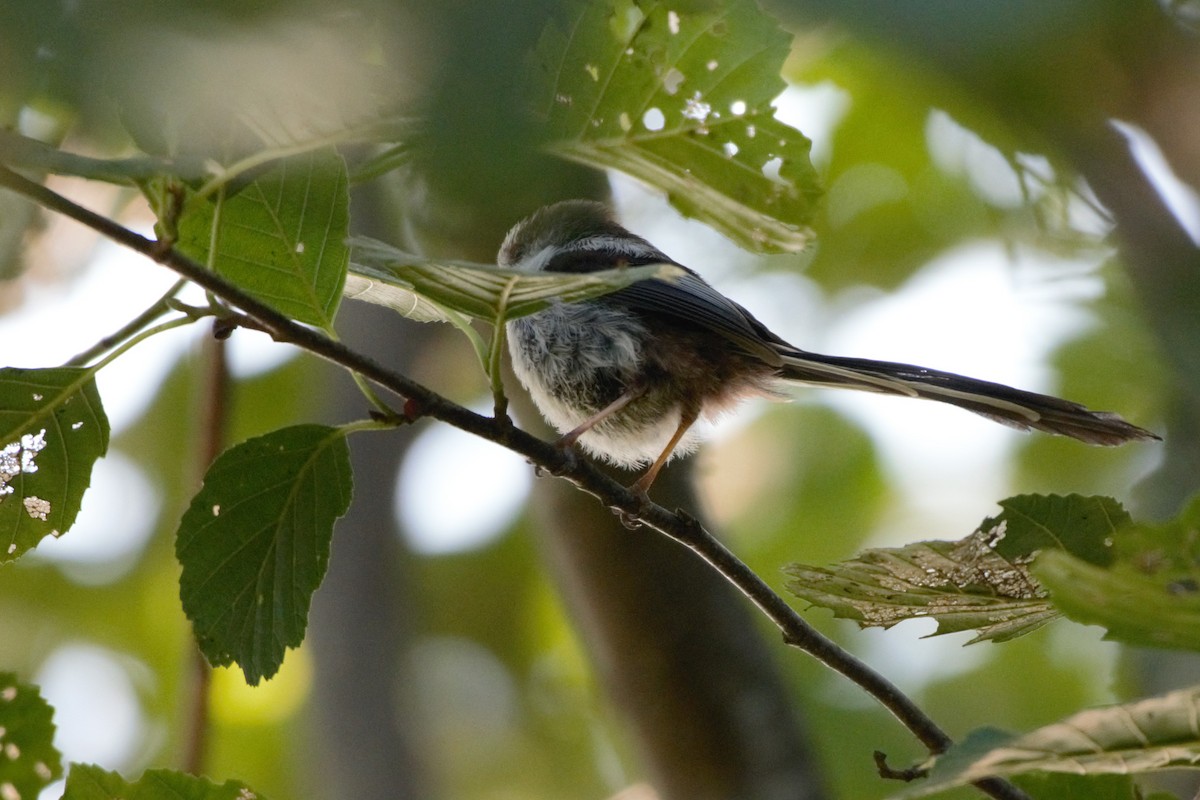 Long-tailed Tit - Alexandra Barath