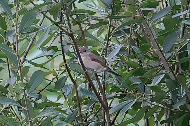 Garden Warbler - ML597616141