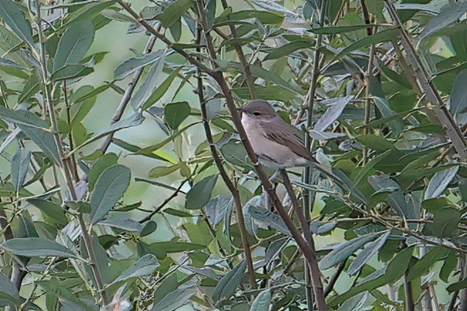 Garden Warbler - A W